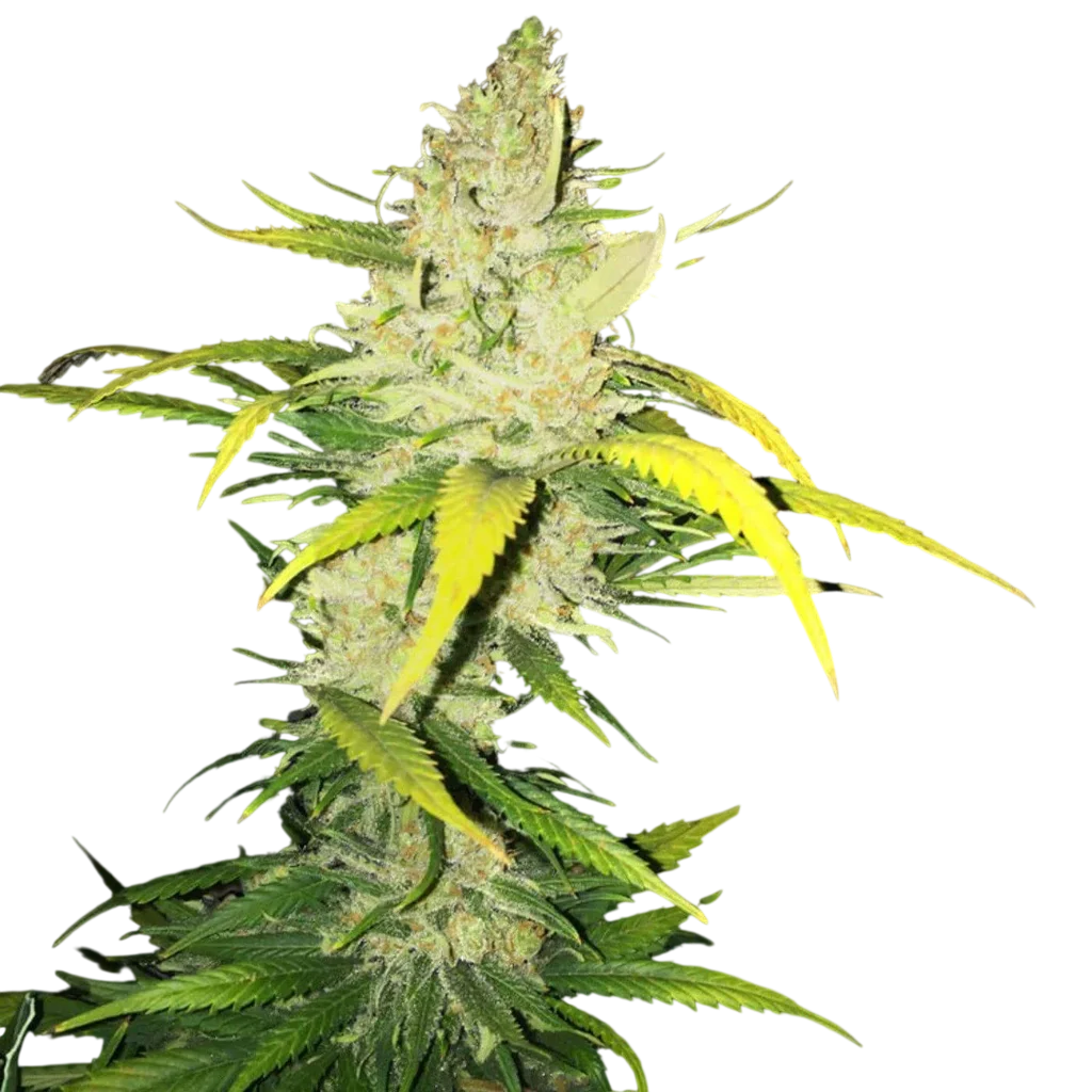 LA S.A.G.E. | PHOTOFEM | T.H. Seeds