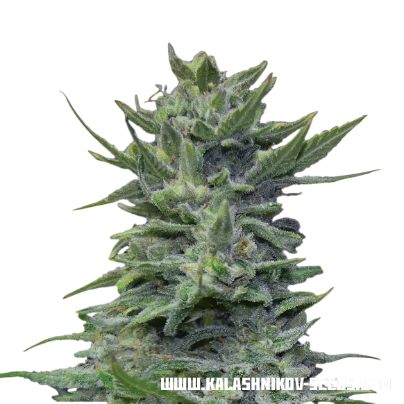 Lavanda Cream – Produktansicht