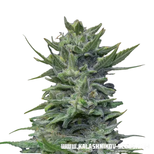 Lavanda Cream