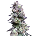 Baked Apple Cherries | PHOTOFEM | Elev8 Seeds