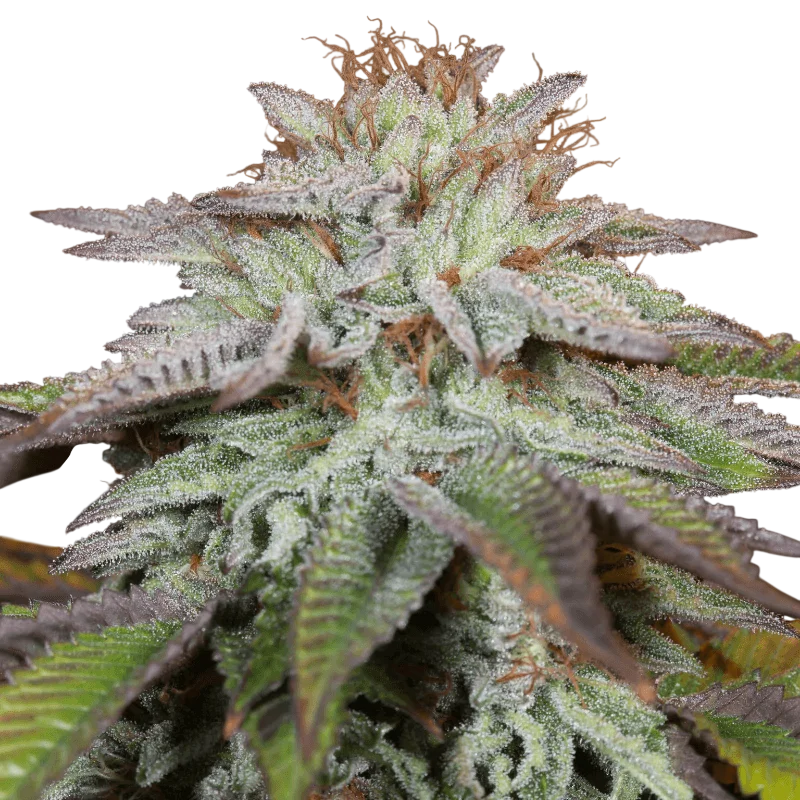 L.A. Vanilla Cake Auto – Produktansicht