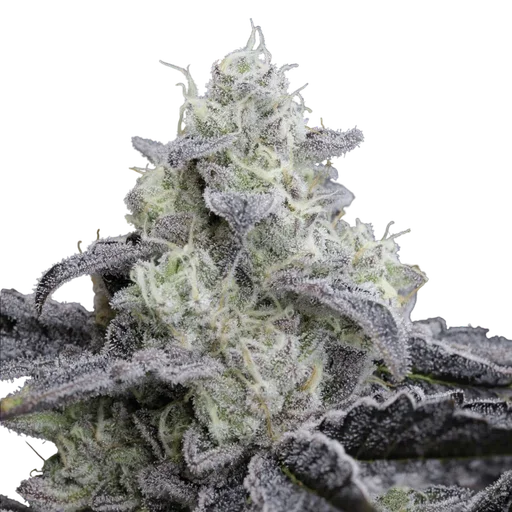 L.A. Vanilla Cake