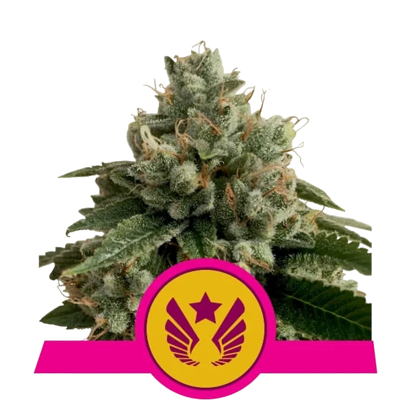 Legendary OG Punch – Produktansicht