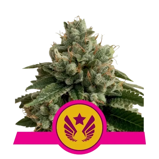 Legendary OG Punch | PHOTOFEM | Royal Queen Seeds