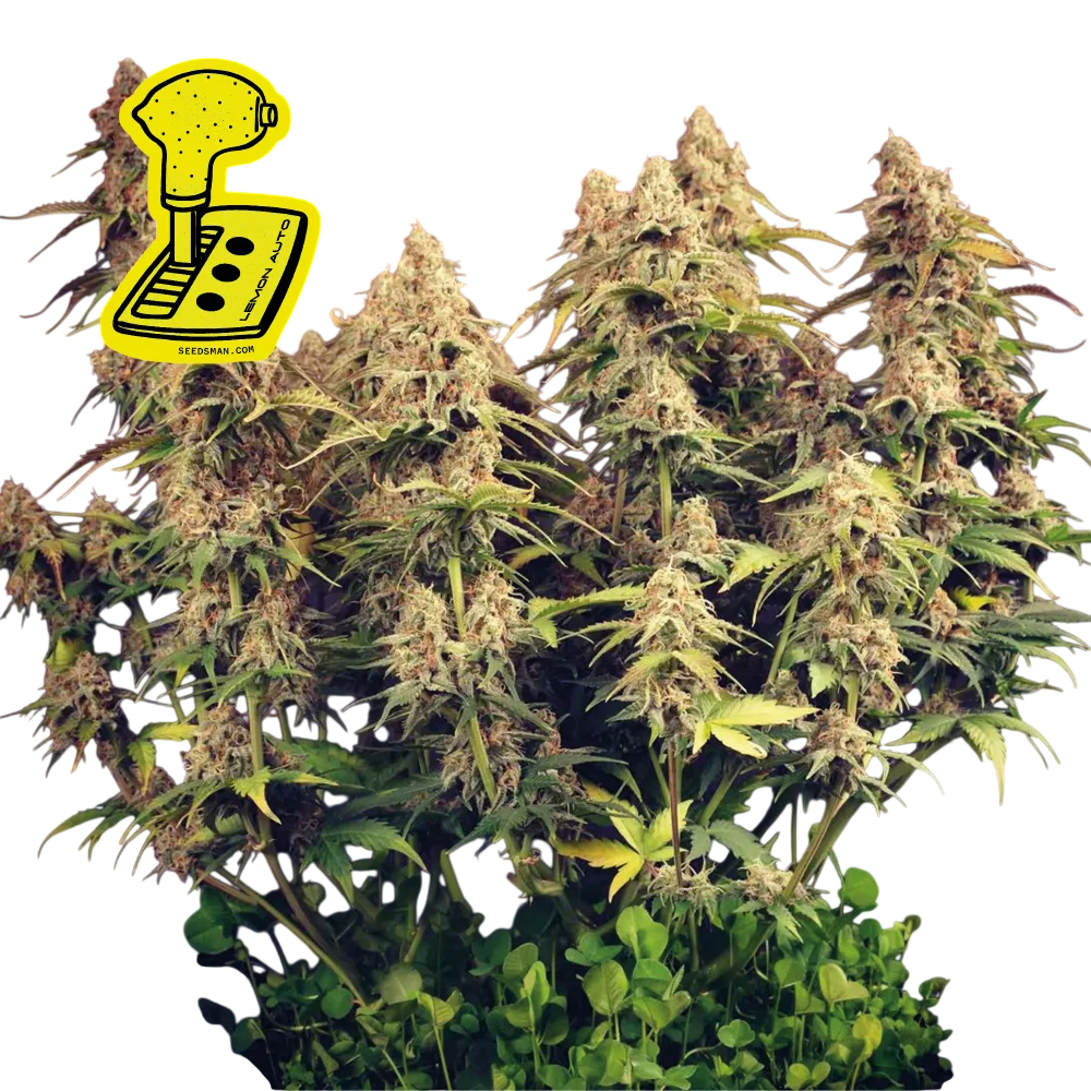 Lemon Auto – Produktansicht