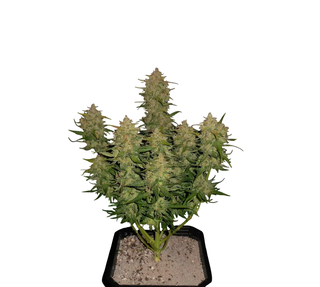 Lemon AK Auto – Produktansicht