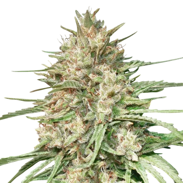 Lemon Bean – Produktansicht