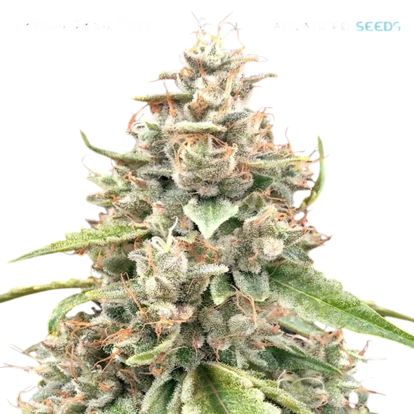 Lemon Bean FAST – Produktansicht