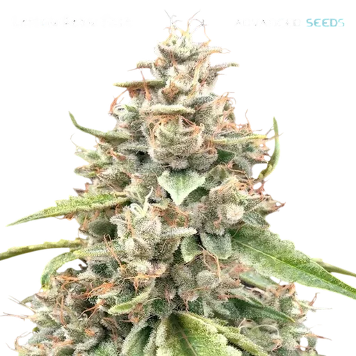 Lemon Bean FAST