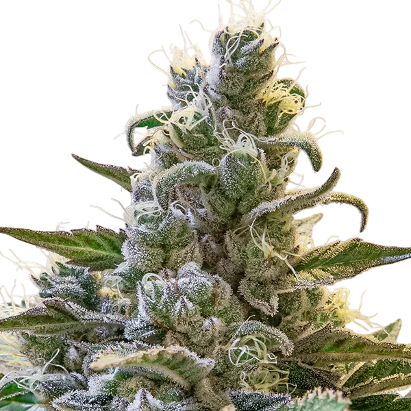 Lemon Cake Auto – Produktansicht