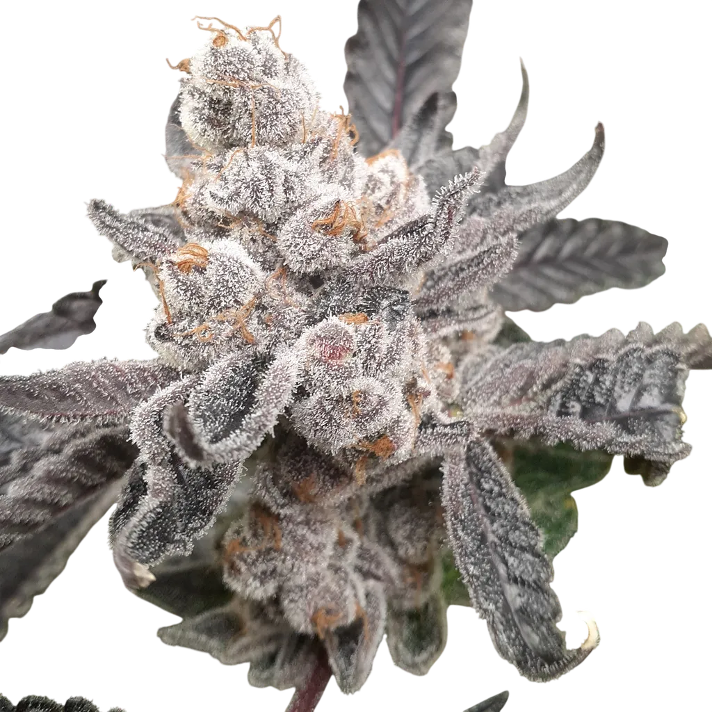 Bakers Fruit | PHOTOFEM | Elev8 Seeds