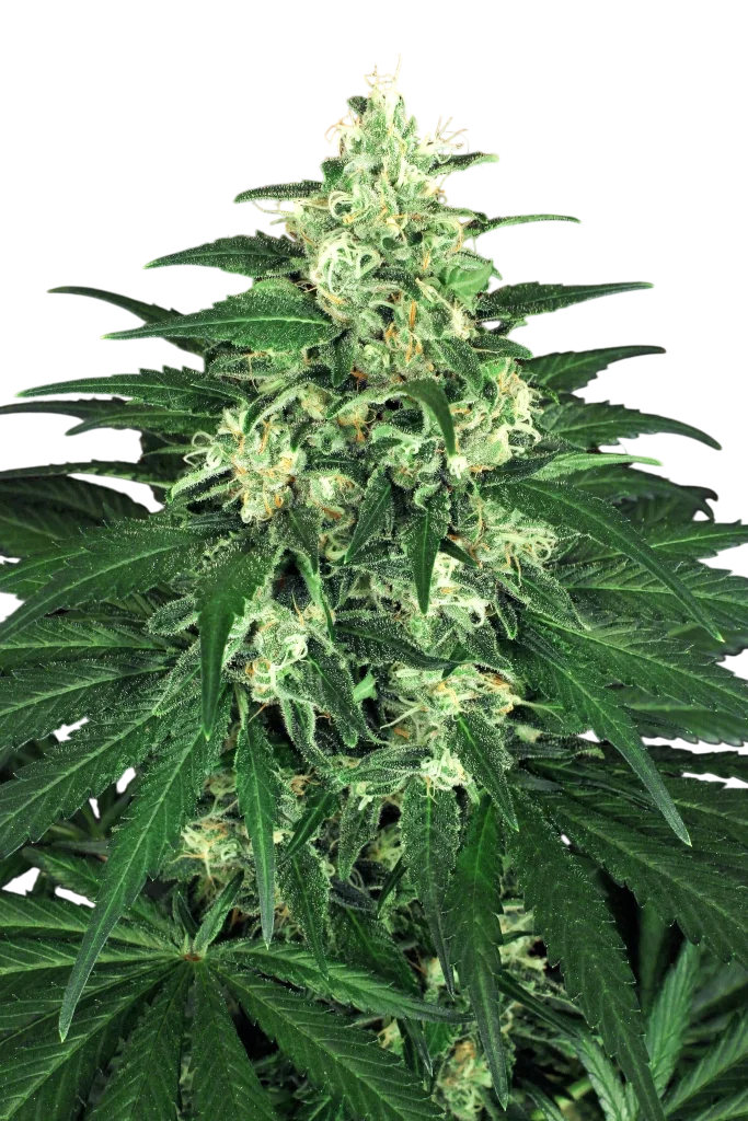 Lemon Candy – Produktansicht