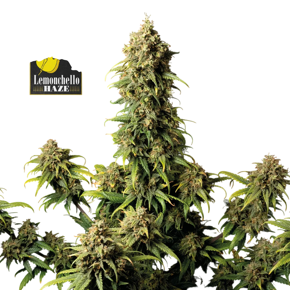 Lemonchello Haze – Produktansicht