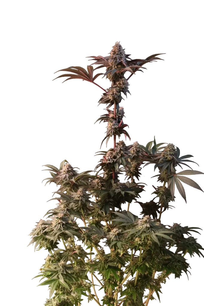 Lemon Cherry Runtz – Produktansicht