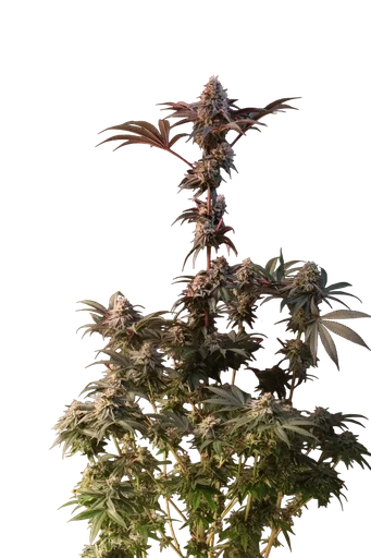 Lemon Cherry Runtz