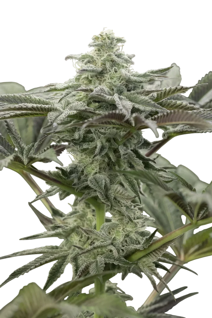 Lemon Citron – Produktansicht