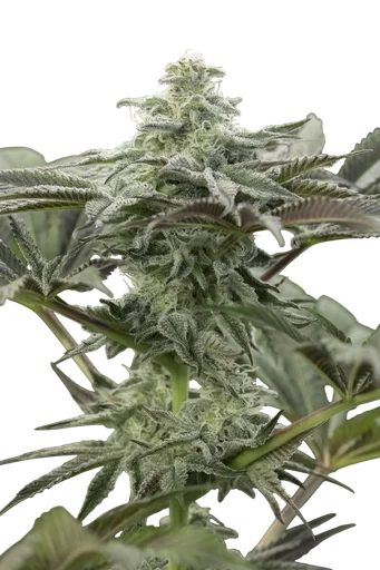 Lemon Citron
