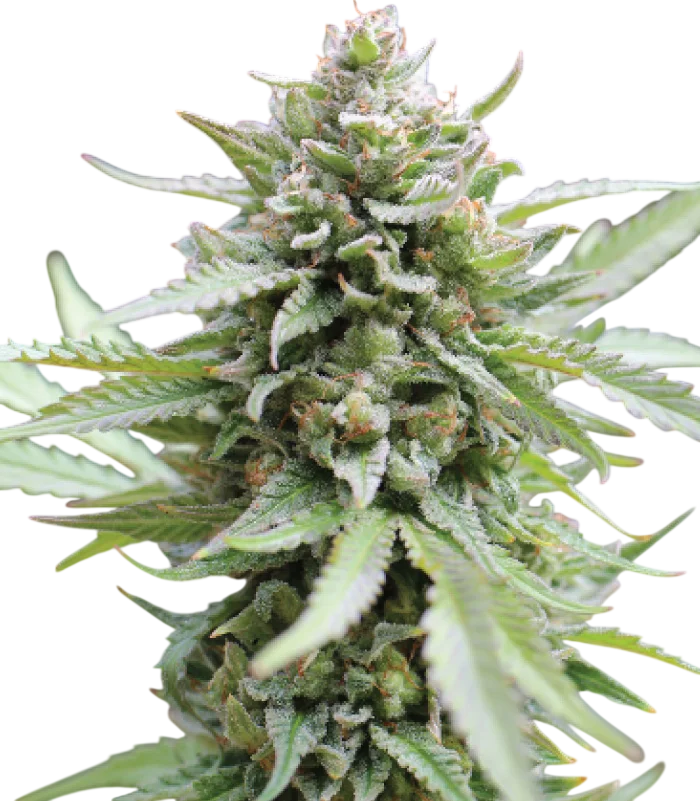 Lemongrass – Produktansicht