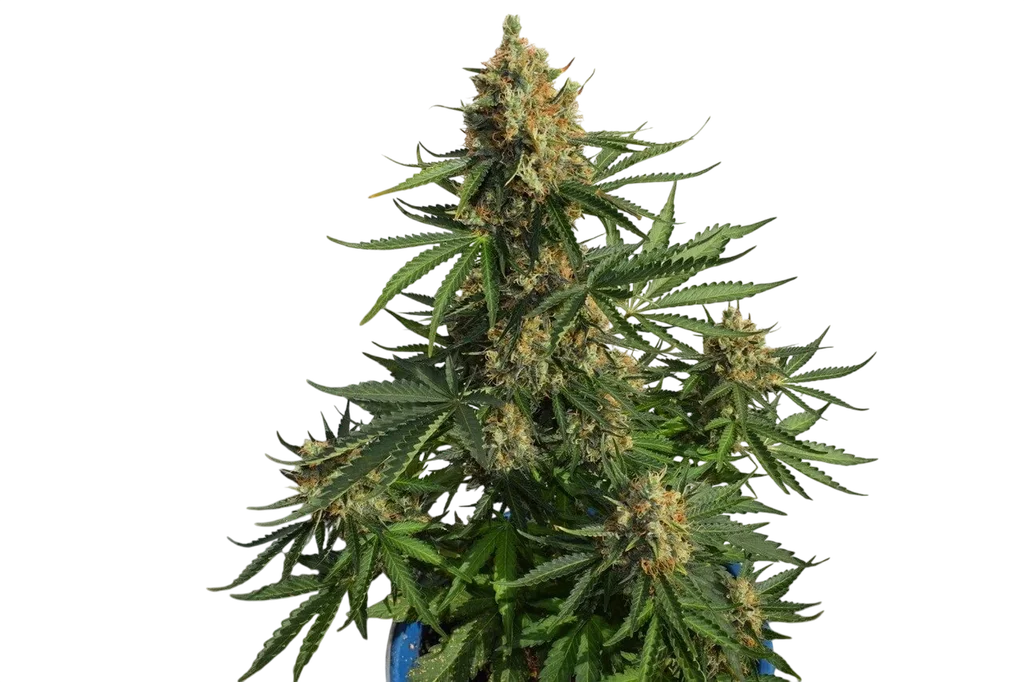 Lemon Haze Auto – Produktansicht