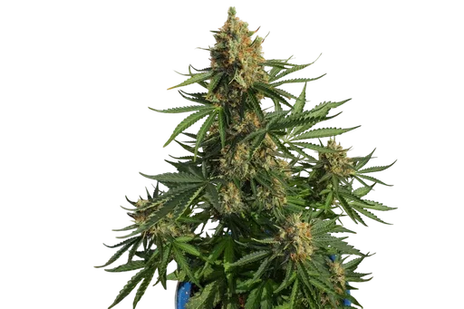 Lemon Haze Auto