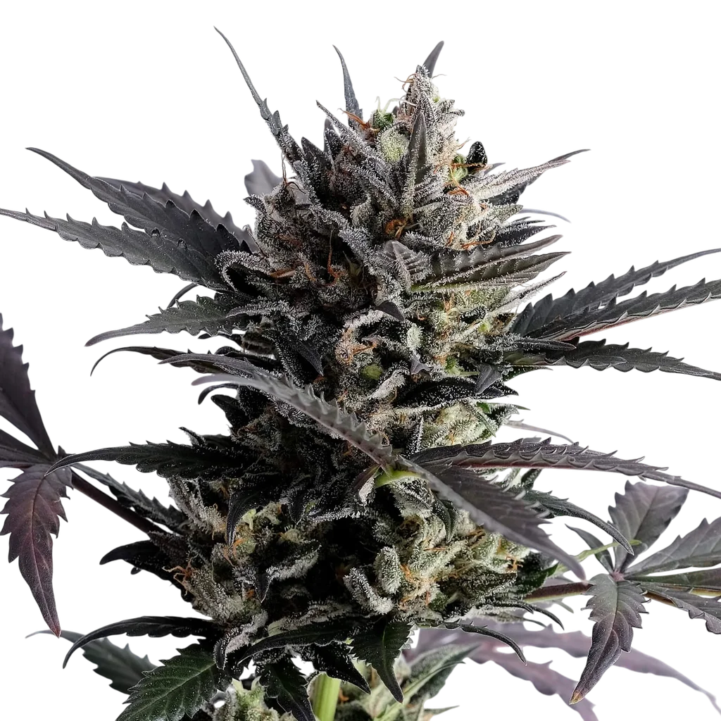 Lemon Haze Auto | AUTOFEM | Kannabia Seeds