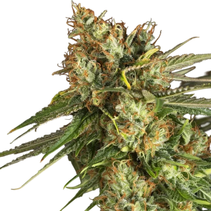 Lemon King – Produktansicht