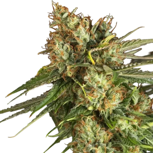 Lemon King