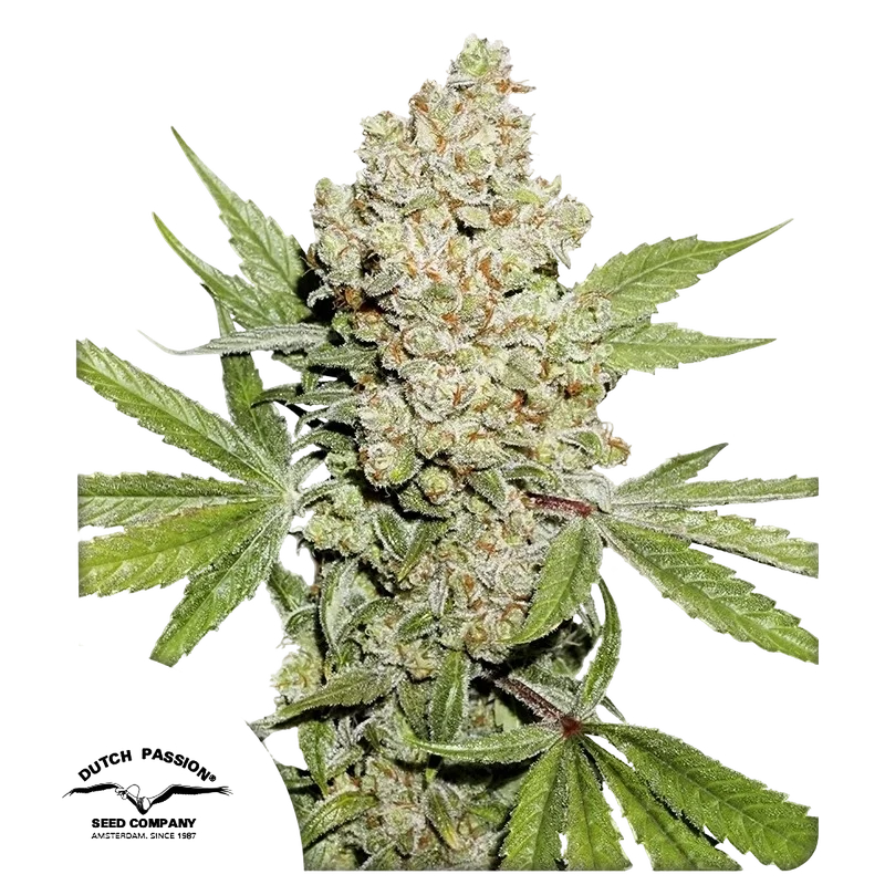 Lemon Kix Auto – Produktansicht