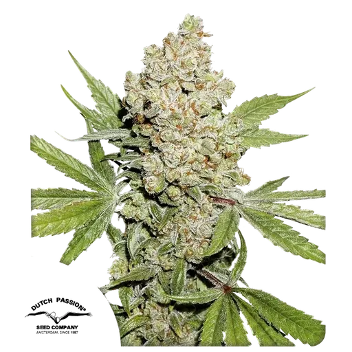 Lemon Kix