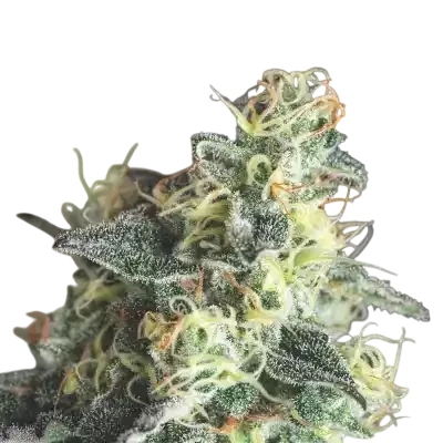 Lemon Larry OG