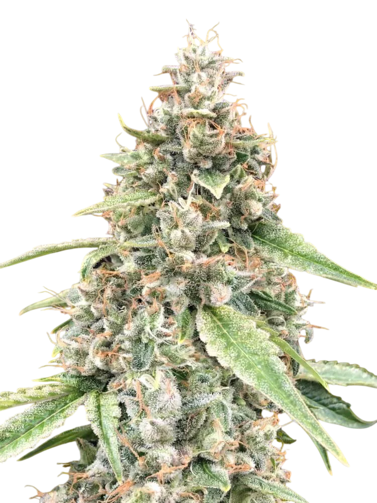Lemon OG Auto – Produktansicht