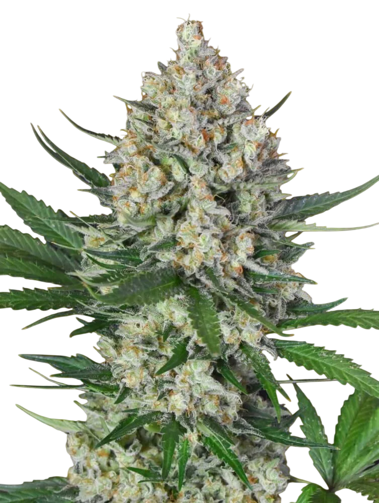 Lemon OG | PHOTOFEM | 00 Seeds