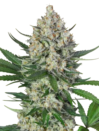 Lemon OG