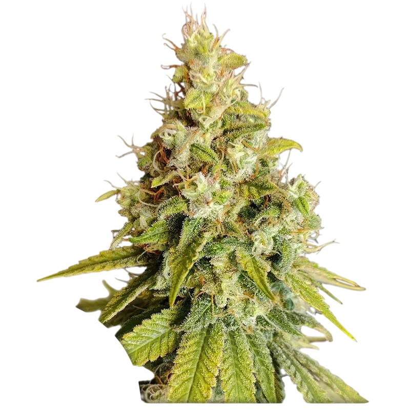 Lemon OG – Produktansicht