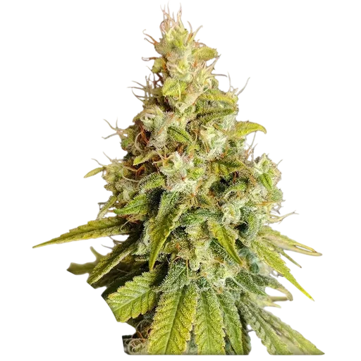 Lemon OG