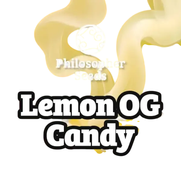 Lemon OG Candy – Produktansicht