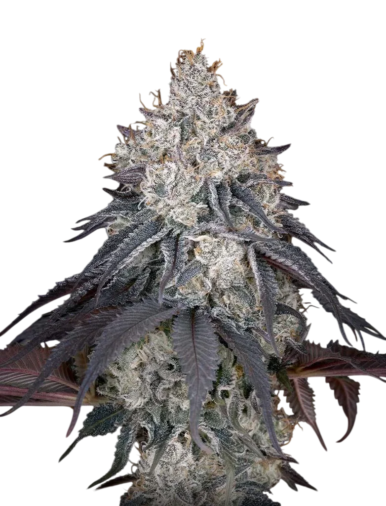Lemon Orange – Produktansicht