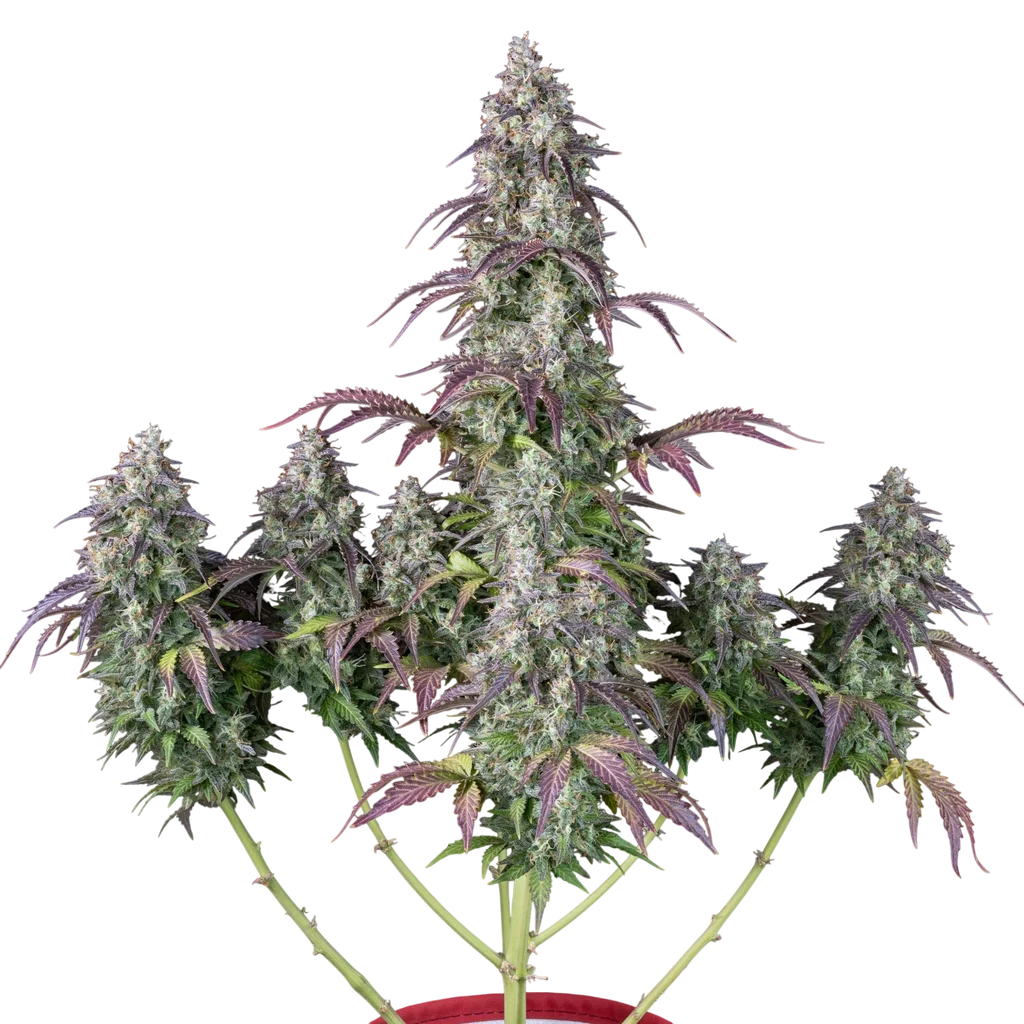 Lemon Pie Auto – Produktansicht