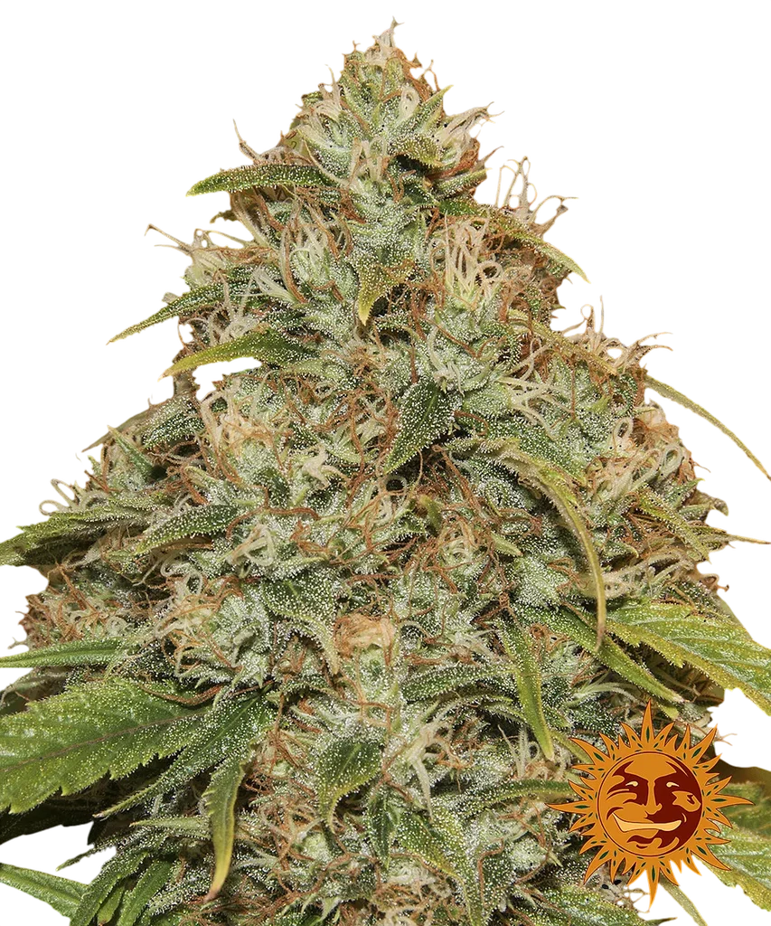 Lemon Potion CBD Auto – Produktansicht