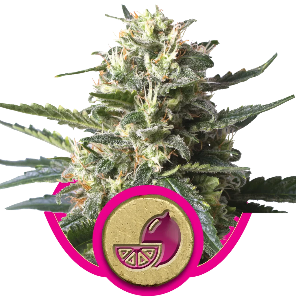 Lemon Shining Silver Haze – Produktansicht