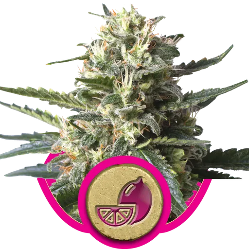Lemon Shining Silver Haze | PHOTOFEM | Royal Queen Seeds