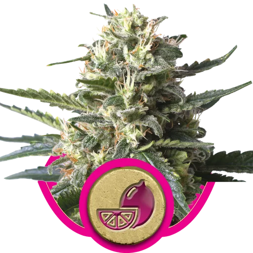 Lemon Shining Silver Haze