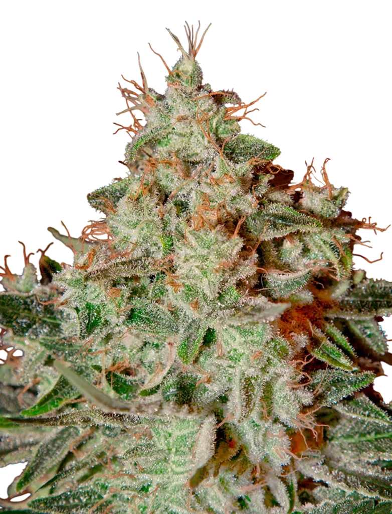 Lemon Skunk | PHOTOFEM | Greenhouse Seed Co.