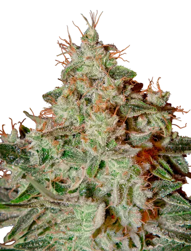 Lemon Skunk