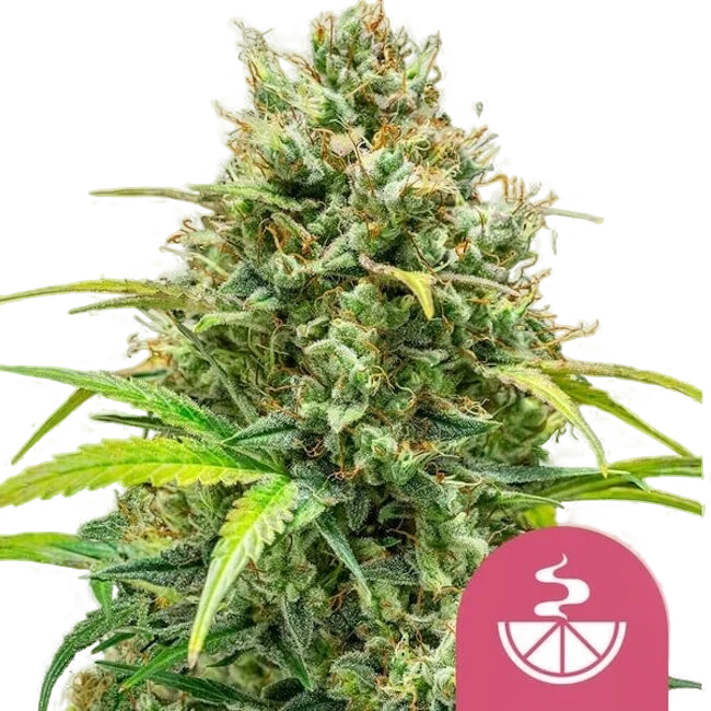 Lemon Skunk – Produktansicht