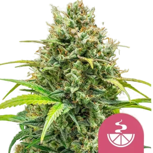 Lemon Skunk | PHOTOFEM | Royal Queen Seeds