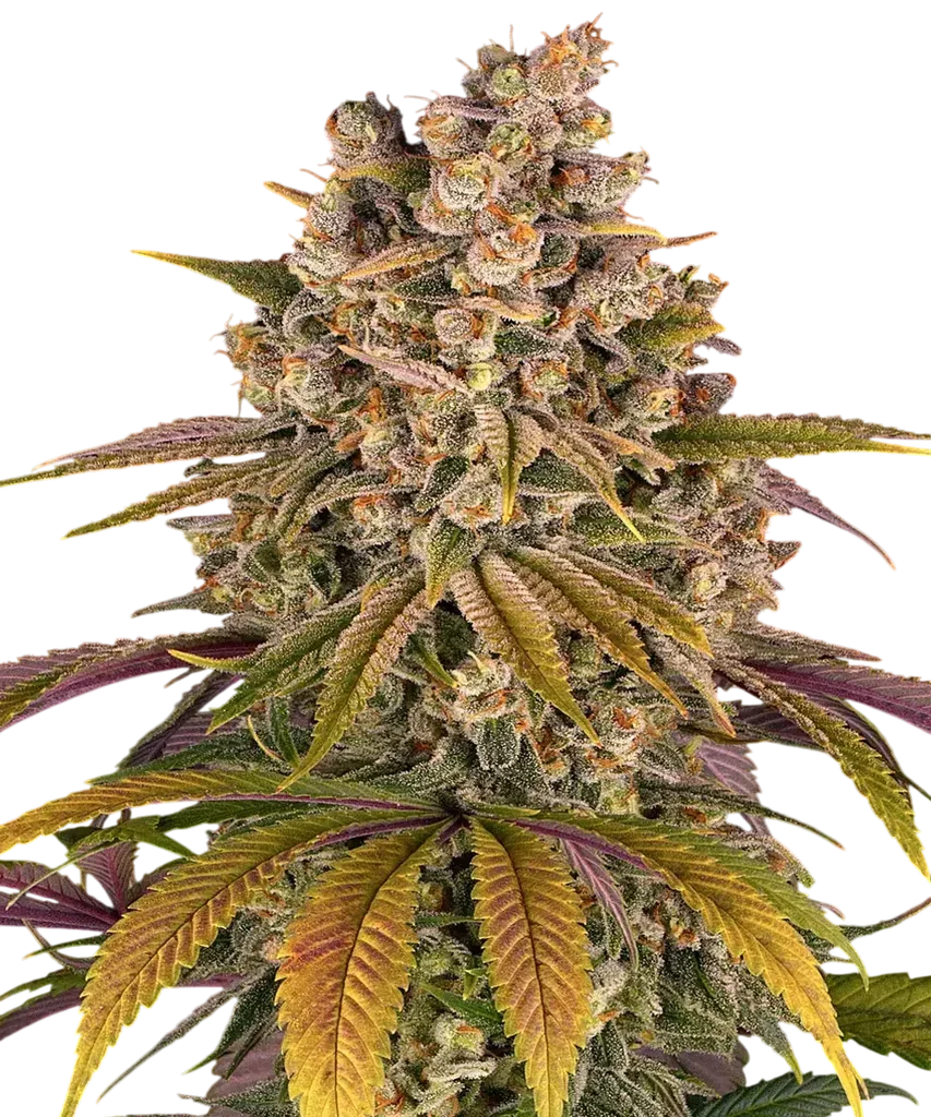 Lemon Tree – Produktansicht