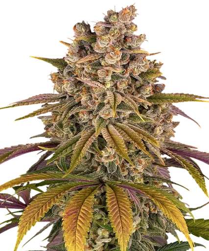 Lemon Tree | PHOTOFEM | Barneys Farm