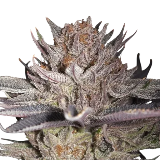 Lemon Tree 2.0