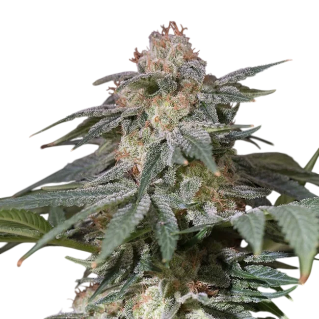 Lemon Tree FAST | PHOTOFEM | Silent Seeds
